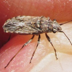 Ortholomus punctipennis